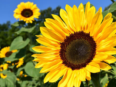 a sunflower